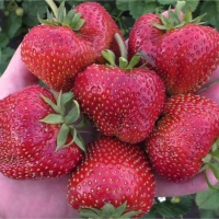 "Большая Медведица" - Cадовый центр "Солнечный", Екатеринбург