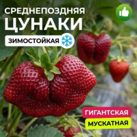"ЦУНАКИ" - Cадовый центр "Солнечный", Екатеринбург