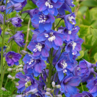 ДЕЛЬФИНИУМ ГИБРИДНЫЙ "Pacific Giant Blue Bird" ПАСИФИК ДЖИАНТ БЛЮ БЕРД С2 - Cадовый центр "Солнечный", Екатеринбург