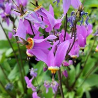 Додекатеон средний "Queen Victoria" Квин Виктория С1,6-2 - Cадовый центр "Солнечный", Екатеринбург