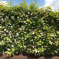 АКТИНИДИЯ КОЛОМИКТА "Dr. Shimanovsky" ДОКТОР ШИМАНОВСКИЙ С3 - Cадовый центр "Солнечный", Екатеринбург