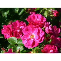 РОЗА ПЛЕТИСТАЯ КАНАДСКАЯ "JOHN CABOT" ДЖОН КЭБОТ C3 - Cадовый центр "Солнечный", Екатеринбург