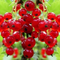 СМОРОДИНА КРАСНАЯ "КРУПНАЯ КРАСА" С3 - Cадовый центр "Солнечный", Екатеринбург