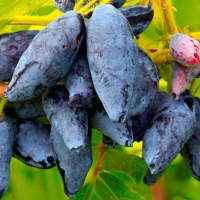 ЖИМОЛОСТЬ "СЛАСТЁНА" С5 - Cадовый центр "Солнечный", Екатеринбург