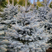 ЕЛЬ КОЛЮЧАЯ "Super Blue Seedling" СУПЕР БЛЮ СИДЛИНГ С3 - Cадовый центр "Солнечный", Екатеринбург