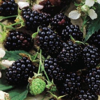 ЕЖЕВИКА "ЧЕСТЕР ТОРНЛЕСС" С3 - Cадовый центр "Солнечный", Екатеринбург