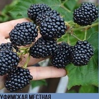ЕЖЕВИКА "УФИМСКАЯ МЕСТНАЯ" С3 - Cадовый центр "Солнечный", Екатеринбург