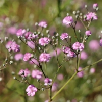 ГИПСОФИЛА МЕТЕЛЬЧАТАЯ "Flamingo" ФЛАМИНГО С1,6-2 - Cадовый центр "Солнечный", Екатеринбург