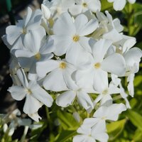 Флокс метельчатый "Fujiyama" Фудзияма С2 - Cадовый центр "Солнечный", Екатеринбург