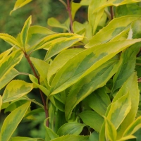 ФОРЗИЦИЯ ПРОМЕЖУТОЧНАЯ "ВАРИЕГАТА" С3-5 - Cадовый центр "Солнечный", Екатеринбург