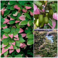 Актинидия - Cадовый центр "Солнечный", Екатеринбург