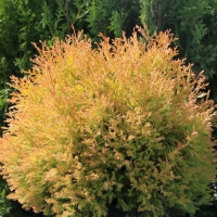 ТУЯ ЗАПАДНАЯ "Rheingold" РЕЙНГОЛД С3 - Cадовый центр "Солнечный", Екатеринбург