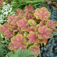 ГЕЙХЕРА "Tiramisu" ТИРАМИСУ С1,6-2 - Cадовый центр "Солнечный", Екатеринбург