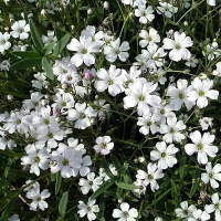 ГИПСОФИЛА ПОЛЗУЧАЯ "White" БЕЛАЯ C2 - Cадовый центр "Солнечный", Екатеринбург