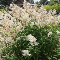 Горец изменчивый С3 - Cадовый центр "Солнечный", Екатеринбург