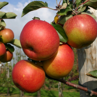 Яблоня "Горнист" 2-летка на карликовом подвое С5 - Cадовый центр "Солнечный", Екатеринбург