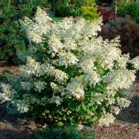 ГОРТЕНЗИЯ МЕТЕЛЬЧАТАЯ "Brussels Lace" БРЮСЕЛЬС ЛЭЙС  C3 - Cадовый центр "Солнечный", Екатеринбург