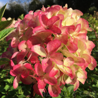 Гортензия МЕТЕЛЬЧАТАЯ "Graffiti" ГРАФФИТИ С7-10  - Cадовый центр "Солнечный", Екатеринбург