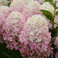 ГОРТЕНЗИЯ МЕТЕЛЬЧАТАЯ "MAGICAL SWEET SUMMER" МЭДЖИКАЛ СВИТ САММЕР С3 - Cадовый центр "Солнечный", Екатеринбург