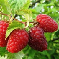 МАЛИНА "ГУСАР" С2-3 - Cадовый центр "Солнечный", Екатеринбург