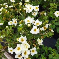 ЛАПЧАТКА КУСТАРНИКОВАЯ "Creme Brulee" КРЕМ БРЮЛЕ С3 - Cадовый центр "Солнечный", Екатеринбург