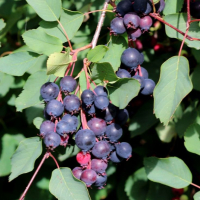 ИРГА ЛАМАРКА "Saskatoone Berry" CАСКАТУН БЕРРИ С5 - Cадовый центр "Солнечный", Екатеринбург