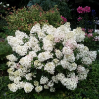 Гортензии метельчатые компактные - Cадовый центр "Солнечный", Екатеринбург