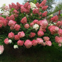 Гортензии метельчатые высокорослые - Cадовый центр "Солнечный", Екатеринбург