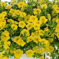 Калибрахоа "Aloha Classic Goldrus" Алоха Классик ГолдРаш - Cадовый центр "Солнечный", Екатеринбург