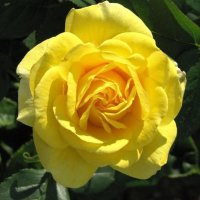 РОЗА ФЛОРИБУНДА "Carte d'Or" КАРТ Д,ОР С6 - Cадовый центр "Солнечный", Екатеринбург