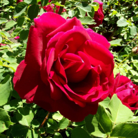 РОЗА КАНАДСКАЯ ПАРКОВАЯ "Cuthbert Grant" КАТБЕРТ ГРАНТ С7 - Cадовый центр "Солнечный", Екатеринбург