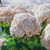 ГОРТЕНЗИЯ ДРЕВОВИДНАЯ "Candybelle Marshmallow" КЭНДИБЭЛЬ МАРШМЕЛЛОУ  С3 - Cадовый центр "Солнечный", Екатеринбург