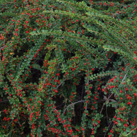 КИЗИЛЬНИК ГОРИЗОНТАЛЬНЫЙ C3 - Cадовый центр "Солнечный", Екатеринбург