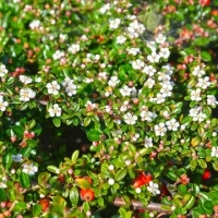 КИЗИЛЬНИК ДАММЕРА C3 - Cадовый центр "Солнечный", Екатеринбург