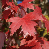 КЛЕН КРАСНЫЙ "OCTOBER GLORY" ОКТОУБЭР ГЛОРИ 0,6-0,8 м С3 - Cадовый центр "Солнечный", Екатеринбург