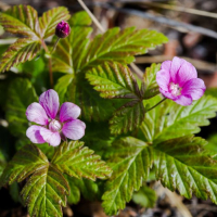 Княженика (поляника) - Cадовый центр "Солнечный", Екатеринбург