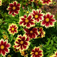 КОРЕОПСИС КРУПНОЦВЕТКОВЫЙ "Solar Fancy" СОЛАР ФЭНСИ С1,6-2 - Cадовый центр "Солнечный", Екатеринбург