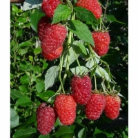 МАЛИНА РЕМОНТАНТНАЯ «КРАСНАЯ ГВАРДИЯ» С3 - Cадовый центр "Солнечный", Екатеринбург