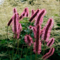 КРОВОХЛЕБКА МЕНЗИСА "Wake Up" ВЕЙК АП С2-3 - Cадовый центр "Солнечный", Екатеринбург