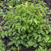 КРОВОХЛЕБКА ЛЕКАРСТВЕННАЯ "Lemon Splash" ЛЕМОН СПЛЭШ С2-3 - Cадовый центр "Солнечный", Екатеринбург