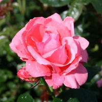 РОЗА ПЛЕТИСТАЯ "Lawinia" ЛАВИНИЯ C6 - Cадовый центр "Солнечный", Екатеринбург