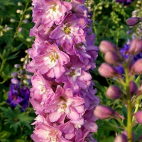 ДЕЛЬФИНИУМ ГИБРИДНЫЙ "Excalibur Lilac Rose White Bee" ЭКСКАЛИБУР ЛИЛАК РОУЗ УАЙТ БИ С2 - Cадовый центр "Солнечный", Екатеринбург