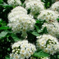 Пузыреплодник калинолистный "Little Greeny" Литтл Грини С3 - Cадовый центр "Солнечный", Екатеринбург