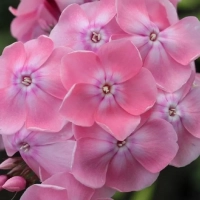 ФЛОКС МЕТЕЛЬЧАТЫЙ "МАДАМ КЛИКО" С3 - Cадовый центр "Солнечный", Екатеринбург