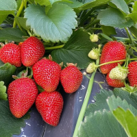 "Мальга" ремонтантная - Cадовый центр "Солнечный", Екатеринбург