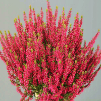 ВЕРЕСК ОБЫКНОВЕННЫЙ "Martina" МАРТИНА С3    - Cадовый центр "Солнечный", Екатеринбург