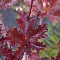 ГЕЙХЕРА МЕЛКОЦВЕТКОВАЯ «Melting Fire» МИЛТИНГ ФАЙЕР С1,6-2 - Cадовый центр "Солнечный", Екатеринбург