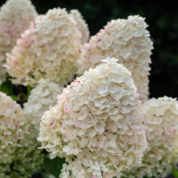 ГОРТЕНЗИЯ МЕТЕЛЬЧАТАЯ "Sugar Rush" ШУГА РАШ С60-80 - Cадовый центр "Солнечный", Екатеринбург