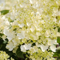ГОРТЕНЗИЯ МЕТЕЛЬЧАТАЯ "Milk and Honey"  МИЛК ЭНД ХАНИ C35-40 - Cадовый центр "Солнечный", Екатеринбург