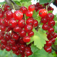 СМОРОДИНА КРАСНАЯ "НАТАЛИ" С3 - Cадовый центр "Солнечный", Екатеринбург